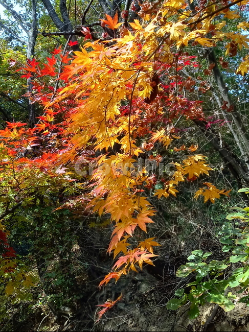 낙엽,단풍,落葉,leaves,나뭇잎,단풍나무,식물,maple,낙엽활엽관목,잎,계절,가을,자연,풍경,outdoors,옥외,fallautumnseason,naturelandscape,풍경사진,가을,계절,fall,autumn,season,leaf,plant,tree,나무