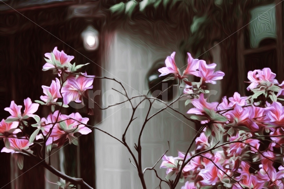 꽃,진달래,봄,카페,풍경,봄,계절,spring,season,식물,자연,plants,nature,꽃,flower,plant,blossom,geranium,제라늄