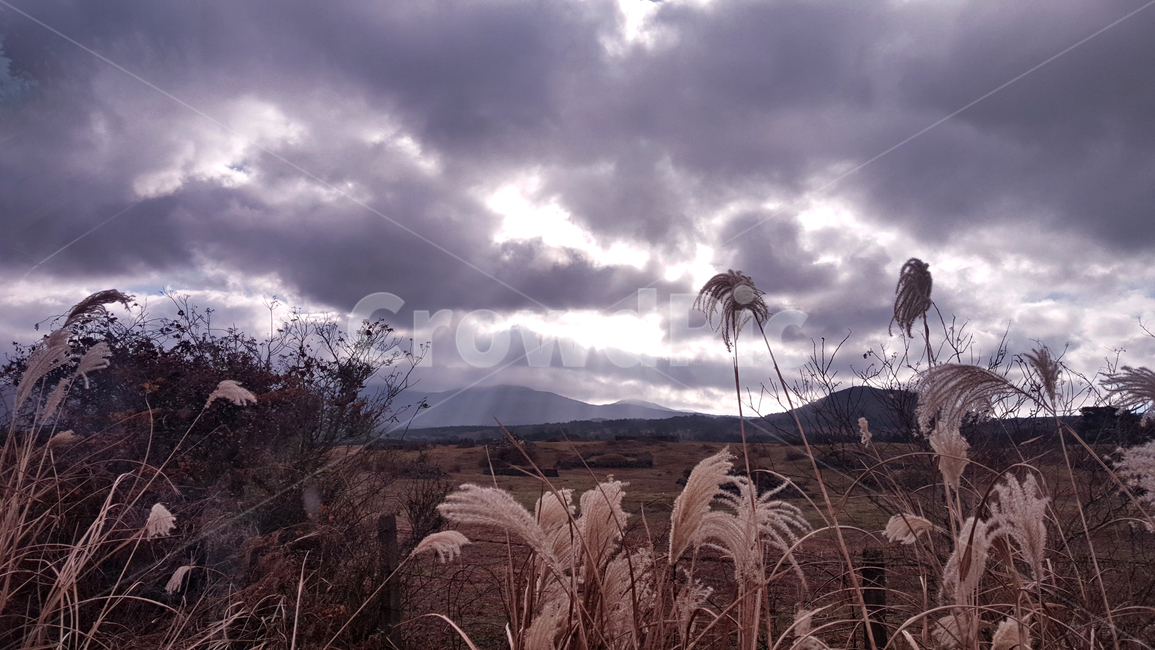 갈대,갈대숲,식물,reed,plant