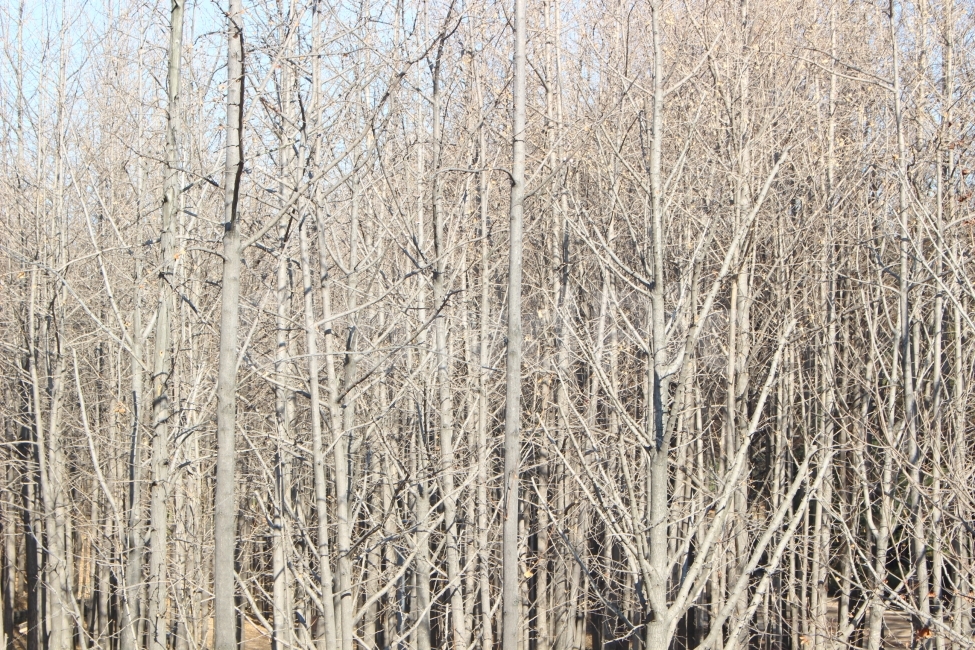 나무,가지,수풀,빼곡,가을,기둥,야외,자연,배경,텍스쳐,background,texture,자연,풍경,nature,landscape,vegetation,초목,plant,식물,woodland,삼림지,forest,숲,tree,outdoors,옥외,land,땅,grove,작은 숲