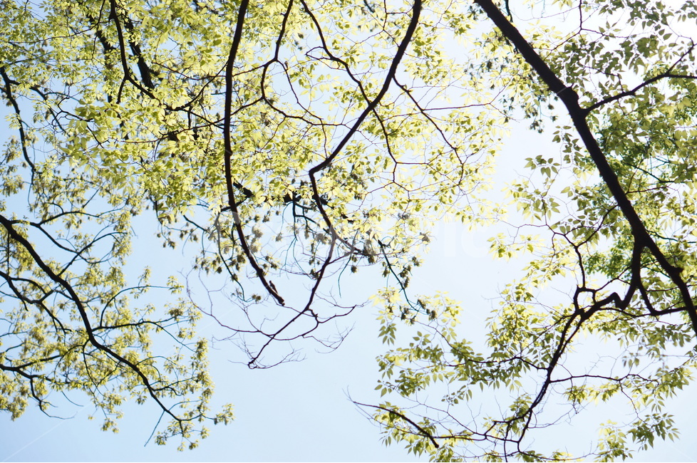 봄,나무잎,연두,하늘,맑음,해,빛,새순,식물,자연,plants,nature,나무,trees,wood,휴식,힐링,rest,relaxation,healing