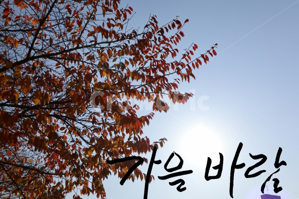 캘리그라피,가을,바람,손글씨,붓글씨,가을,계절,fall,autumn,season,캘리그라피,손글씨,calligraphy