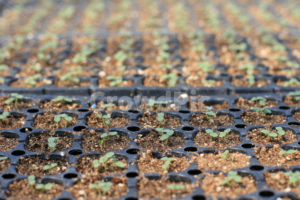 흑,모종,새싹,식물,plant,seedling,파종,파종기
