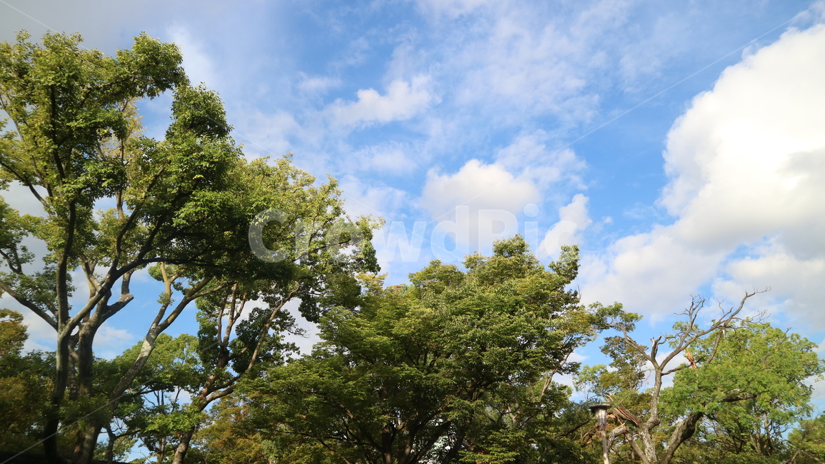 tree,나무,plant,하늘,sky,구름,cloud,공원,정원,경주,한국,여행,관광,식물,야외,풍경,전경,자연,풍경,nature,landscape,tree trunk,나무 줄기