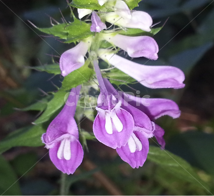 plant,식물,blossom,꽃,며느리밥풀꽃,식물,자연,plants,nature,꽃,flower