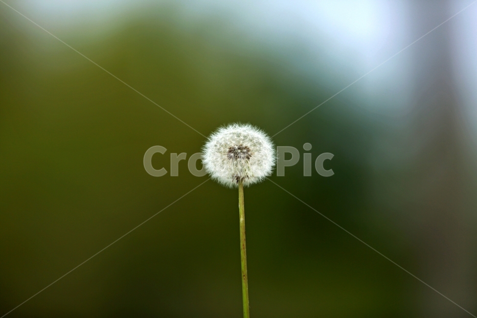 민들레,민들레홀씨,식물,꽃,자연,정물,민들레꽃,식물,자연,plants,nature,꽃,flower
