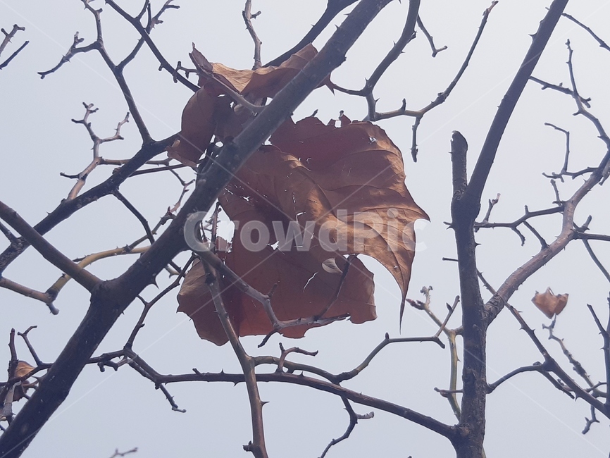 낙엽,가을,나무,나뭇가지,나뭇잎,잎,잎사귀,마른잎,계절,가을,계절,fall,autumn,season