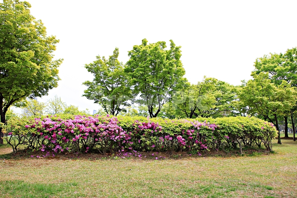 철죽,꽃,공원,풍경,자연,배경