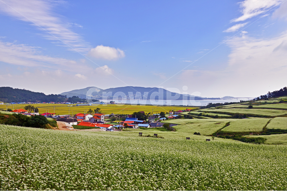 장흥,선학동마을,메밀꽃,축제,메밀꽃축제,nature,자연,outdoors,옥외,field,들,grassland,목초지,farm,농장,rural,농촌,시골,마을,풍경,landscape,country,rural,town