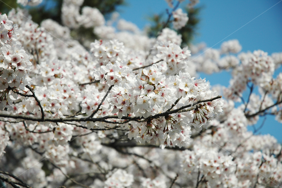벚꽃,벗꽃,식물,자연,봄꽃,여백,하늘,배경화면,봄,계절,spring,season,plant,flower,꽃,blossom