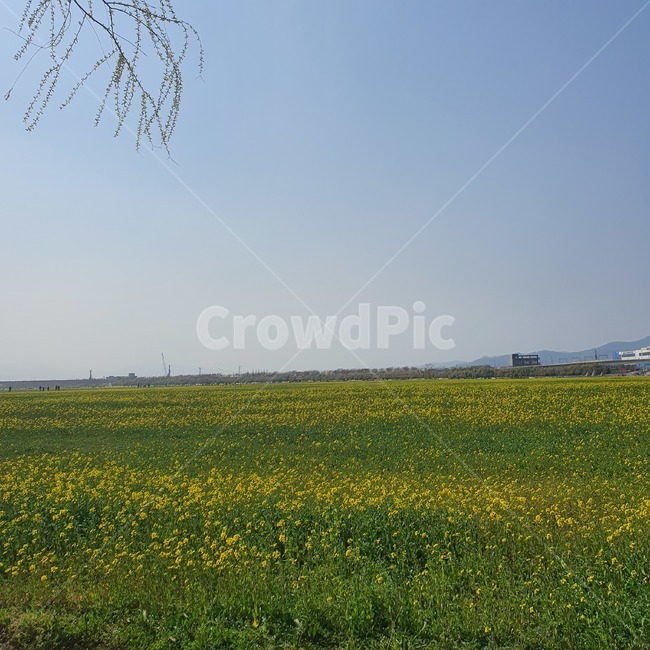 grassland,목초지,들,field,outdoors,옥외,nature,자연,유채꽃,flower,하늘,sky