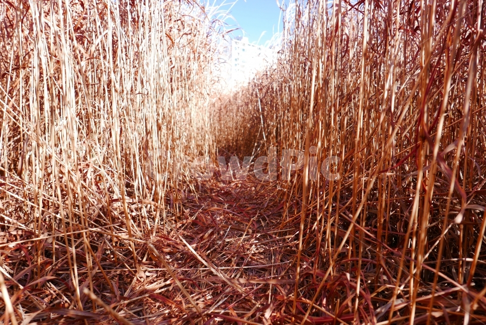 갈대,핑크뮬리,갈대밭,바람,사막함,자연,풍경,nature,landscape,grass,잔디,plant,식물,lawn