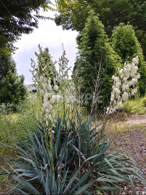 실유카,유카꽃,yucca,실유카꽃,식물,용설란과