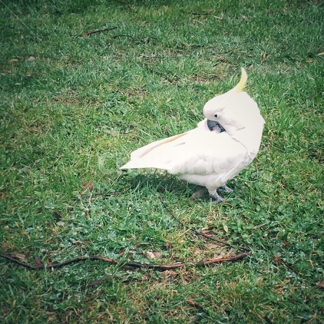 앵무새,새,호주,자연,잔디,동물,animal,조류,새,birds