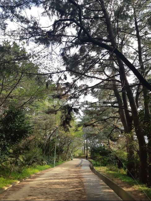 숲길,수목원길,울창한,숲,산책로,나무들,자연,풍경,nature,landscape,road,도로,tree,나무,plant,식물