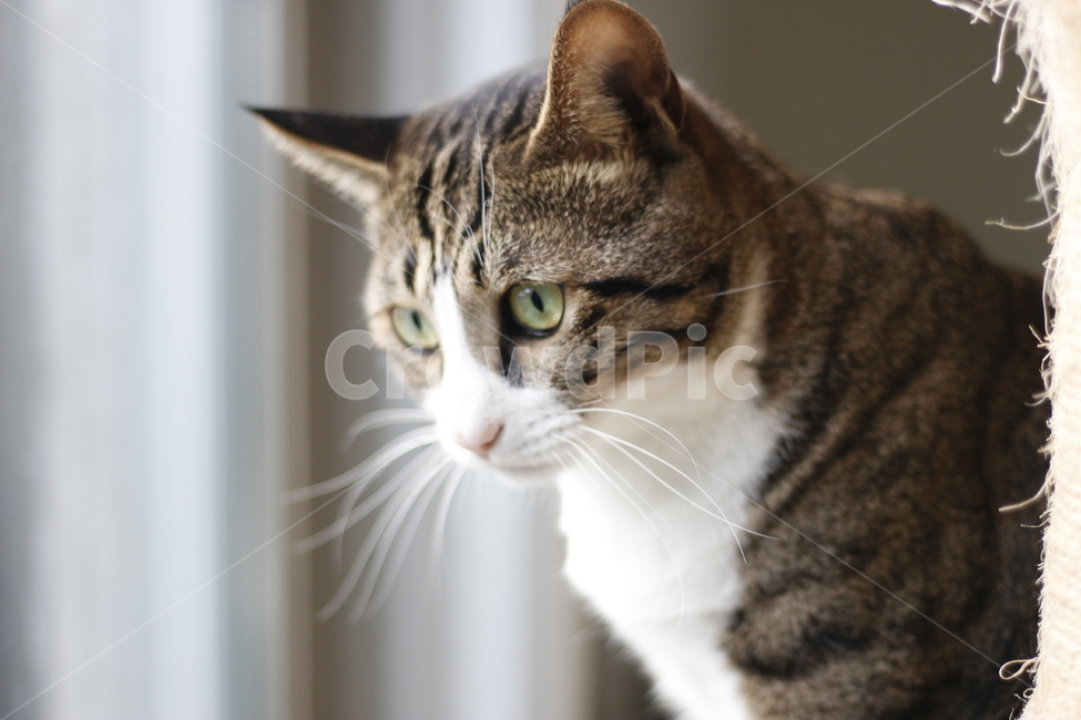 동물,고양이,반려동물,애완동물,반려묘,cat,pet,animal,kitten,길고양이,집사,코리안숏헤어,코숏,동물,animal,고양이,cat,kitten,kitty
