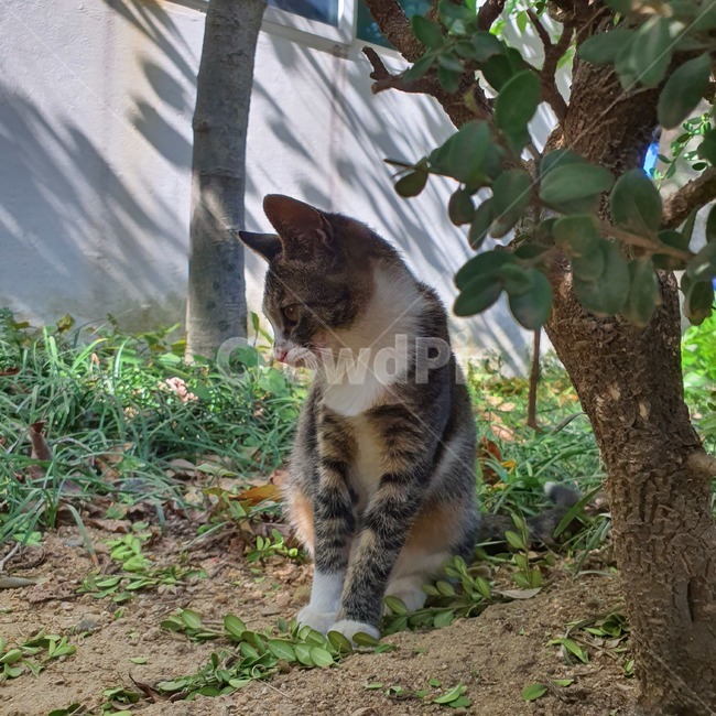 animal,고양이,착한애,포유류,cat,mammal,동물,야옹,야옹이,큐티,동물,animal,포유류,mammal,고양이,cat,kitten,kitty