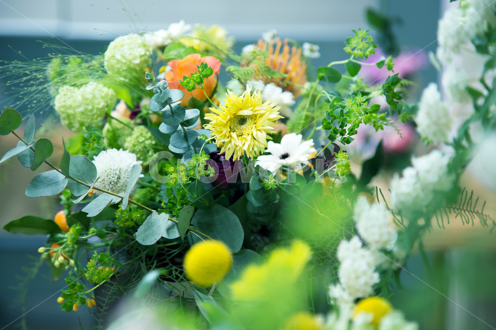 장미,골든볼,꽃,녹색,유칼립툽스,식물,자연,plants,nature,꽃,flower