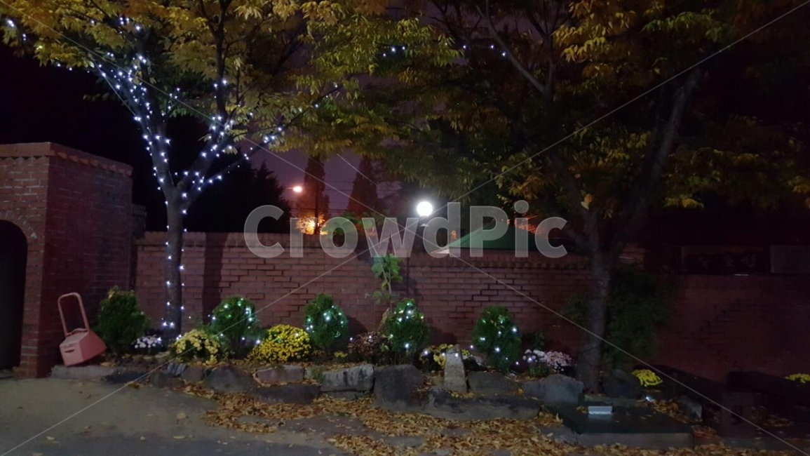 겨울,조명,장식,낙엽,나무장식,성탄절,준비,한밤중,저녁,밤,정원,winter,tree,christmas,야경,밤,풍경,nightscape,night,landscape