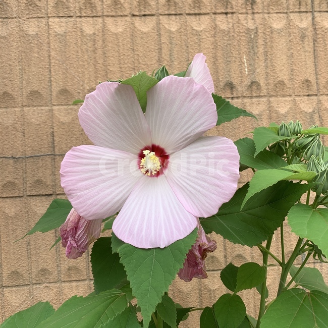 꽃,무궁화,flower,예쁜,단아한