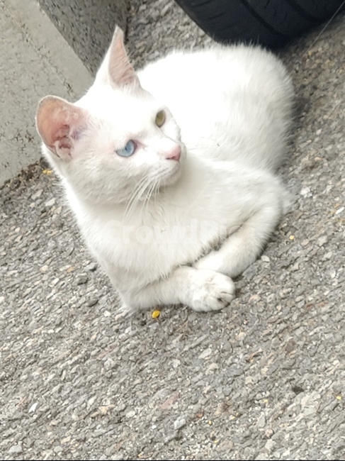 고양이,길,야생,오드아이,하얀색