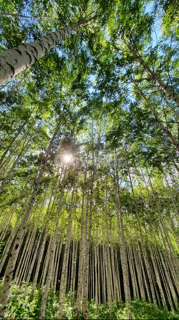 자작나무,계절,여름,birch,forest