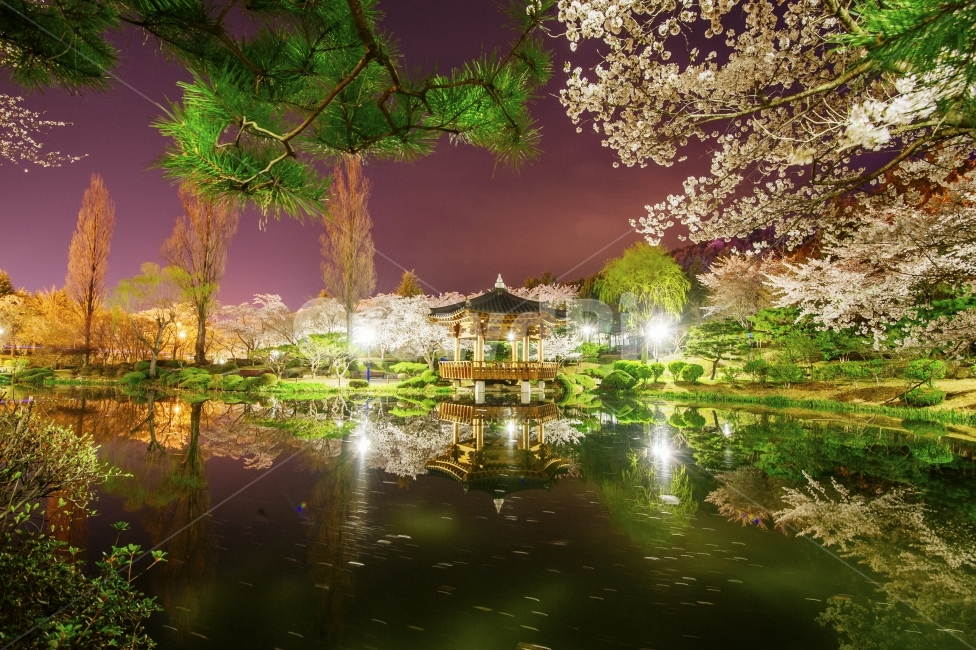보문정,연못,경주여행,경주,풍경사진,여행사진,ChuzaIsland,GyeongjuTravel,Gyeongju,Landscapephotograph,봄,계절,spring,season,자연,풍경,nature,landscape,한국자연풍경,한국자연경관,korea nature landscape,야경,밤,nightscape,night,한국전통,한국문화,korean traditional,korean culture,plant,식물