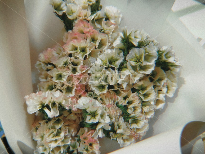 꽃,봄꽃,꽃다발,필름카메라,감성,감성꽃,식물,가드닝,인테리어,소품
