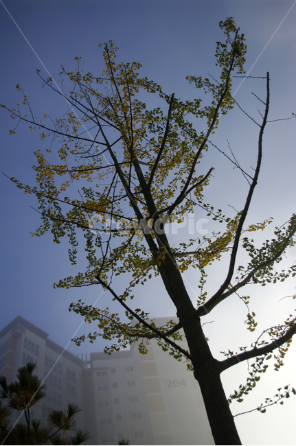 은행나무,하늘,나무,식물,plant,잎,가을,가을,계절,fall,autumn,season,식물,자연,plants,nature,나무,trees,wood,tree,tree trunk,나무 줄기
