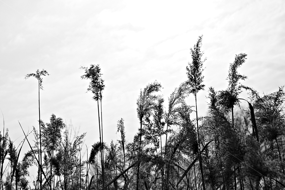 갈대,식물,역광,하늘,자연,가을,계절,fall,autumn,season,식물,자연,plants,nature,흑백,모노톤,monochrome,black and white,plant,grass,잔디,lawn,reed