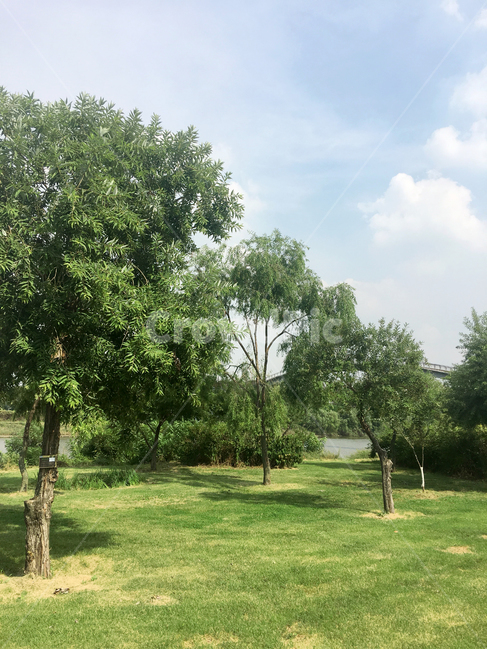 plant,식물,잔디,tree,나무,하늘,선유도공원,공원,식물,자연,plants,nature,나무,trees,wood