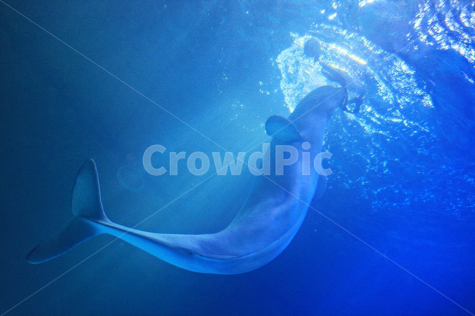 돌고래,고래,아쿠아리움,수족관,포유류,물,동물,animal,포유류,mammal