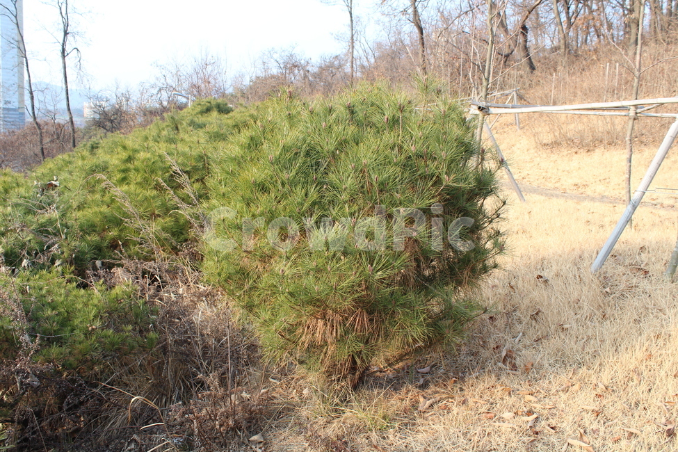 tree,pine,pinetree,소나무,솔잎