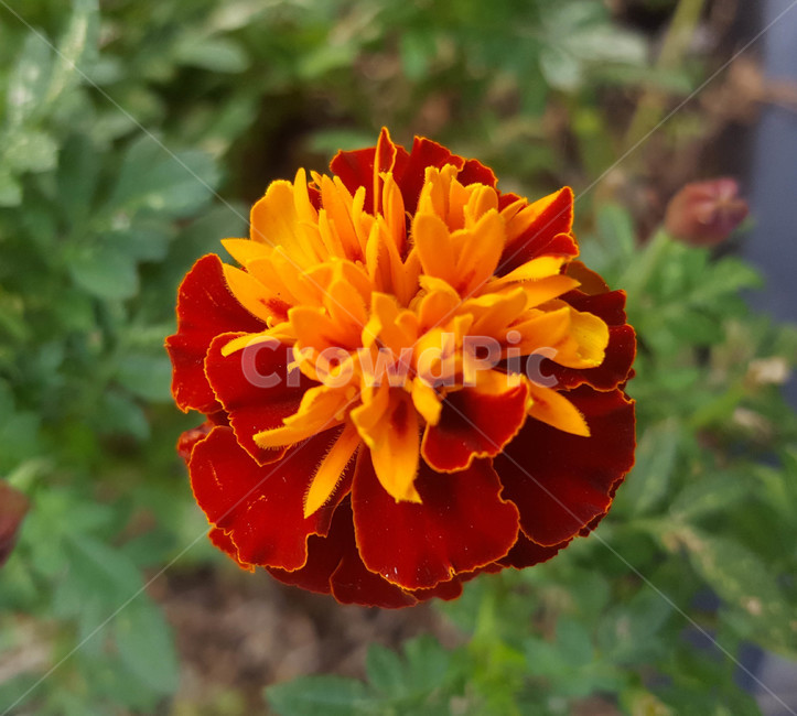 여름,꽃,근접,식물,flower