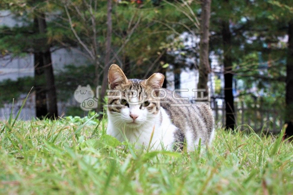 Bread posture,Pets,sunlight,stray cat,mammal,grass,cat,plant,animal,mammalia,Dozing off,lawn,pet