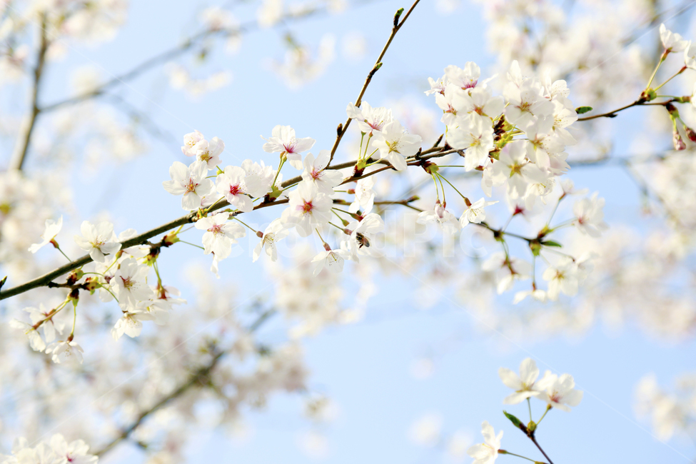 봄,봄꽃,벚꽃,벚나무,spring,식물,봄,계절,spring,season,식물,자연,plants,nature,꽃,flower,plant,blossom