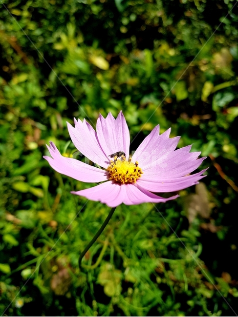 plant,pollen,꽃,야생화,곤충,식물,자연,plants,nature,꽃,flower