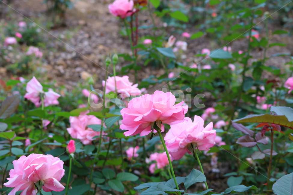 장미,장미꽃,꽃,식물,자연,보니카,꽃밭,분홍꽃,관상용,식물,자연,plants,nature,꽃,flower