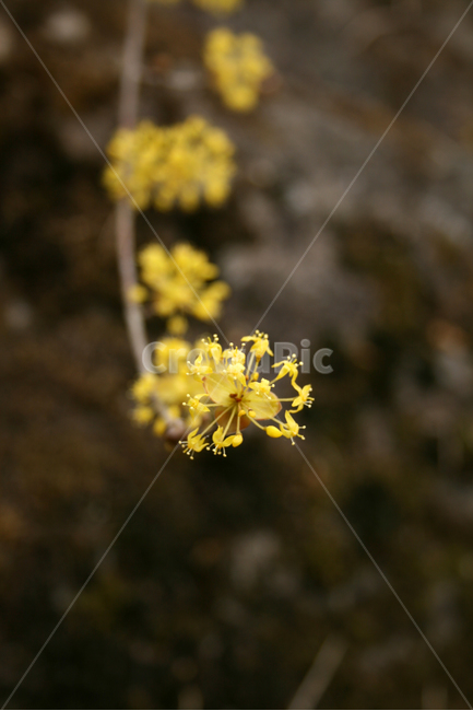 산수유,꽃,봄,봄날,노란색,봄꽃,flower,spring,감성,봄,계절,spring,season,식물,자연,plants,nature,꽃,flower,plant