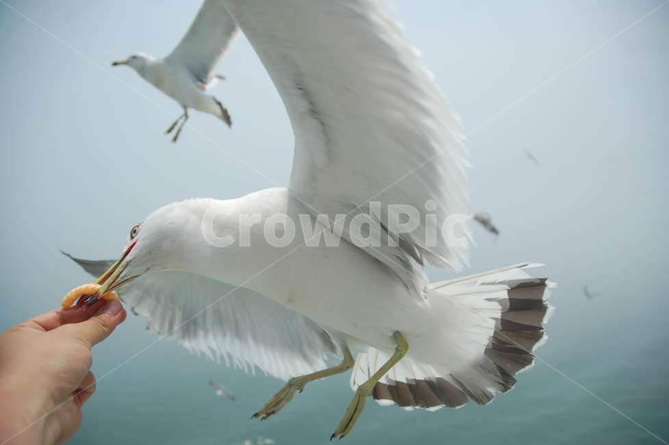 갈매기,바다,사냥,비상,날개,동물,animal,조류,새,birds,신체일부,몸,body
