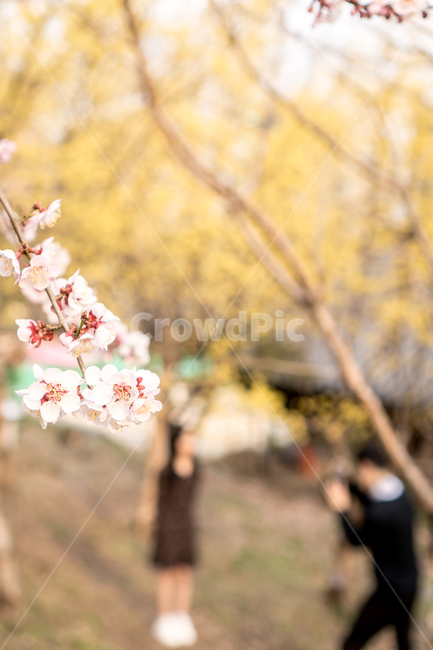 연인,커플,봄나들이,여자친구,남자친구,커플사진,꽃,매화,백매화,사진,데이트,나들이,봄,spring,사랑