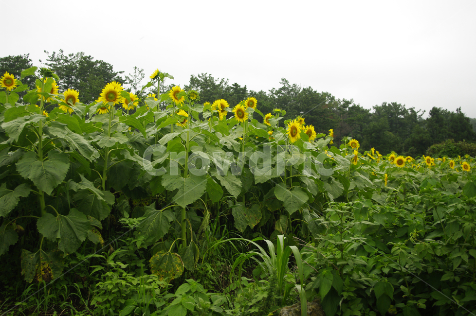 해바라기,꽃,식물,flower,plant,여름,계절,summer,season,가을,fall,autumn,자연,풍경,nature,landscape,식물,plants,꽃,flower,blossom,sunflower