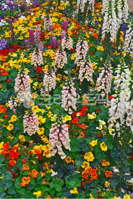 fancy,white flower,foxglove,flower bed,yellow,lupine,flower garden,horticultural plants,ornamental,Orange,Lily,red,Margaret,lily flower,lavender,park,blossom,green,Nasturtium flower,light purple,lilies,flower,outdoor,outdoors,blue,background,plant,purple,