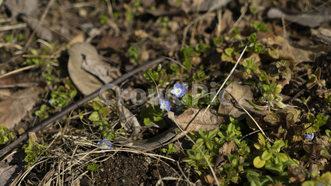 plant,식물,꽃,flower,grass,식물,자연,plants,nature