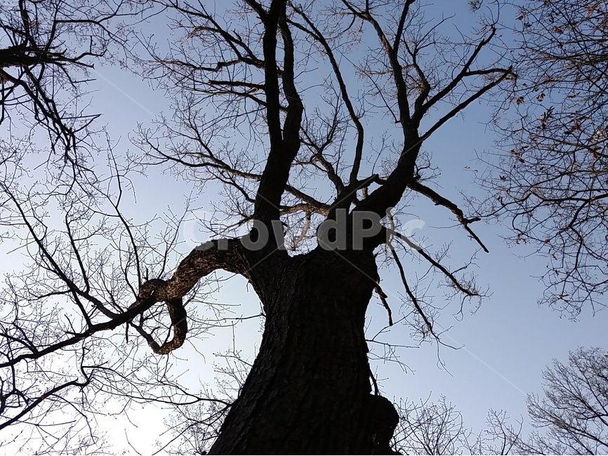 나무,tree,나무가지,로우샷,관점,식물,자연,plants,nature,나무,trees,wood,실루엣,그림자,silhouette,shadow