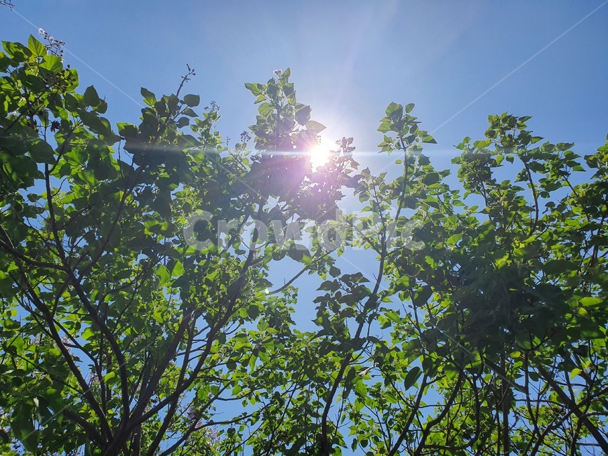 light,빛,flare,나무,햇빛,감성,맑은날,플레어,tree
