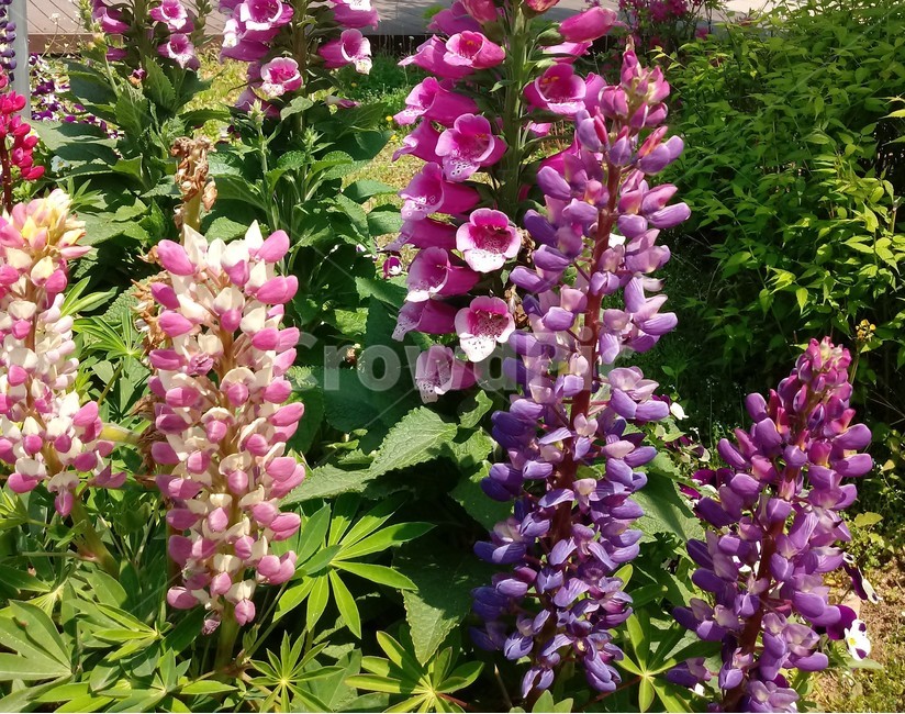 루피너스,콩과,식물,꽃,보라색꽃,층층이부채꽃,lupine,식물,자연,plants,nature,꽃,flower