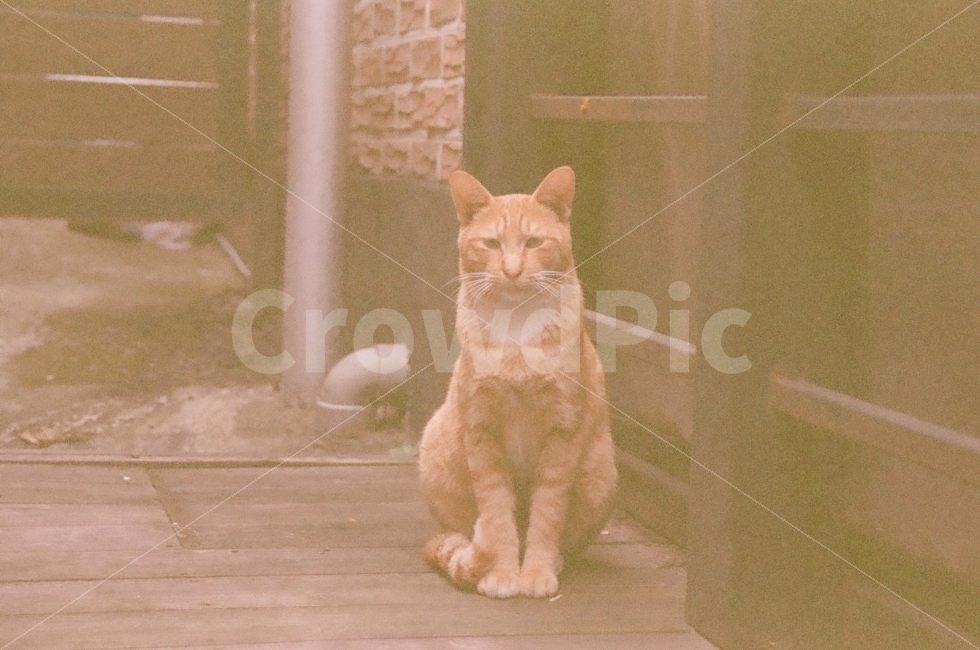 동물,고양이,animal,cat,사진,photo,동물,animal,포유류,mammal,고양이,cat,kitten,kitty,감성,sensible,feeling
