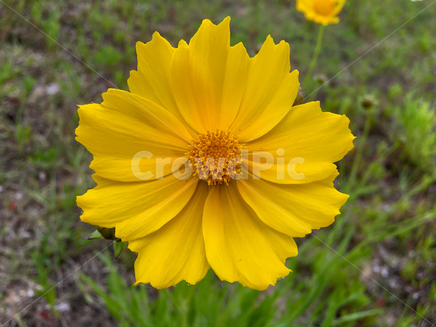 꽃,금계국,노란꽃,노란색,흔한,yellowflower,flower,yellow,식물,자연,plants,nature,꽃,flower