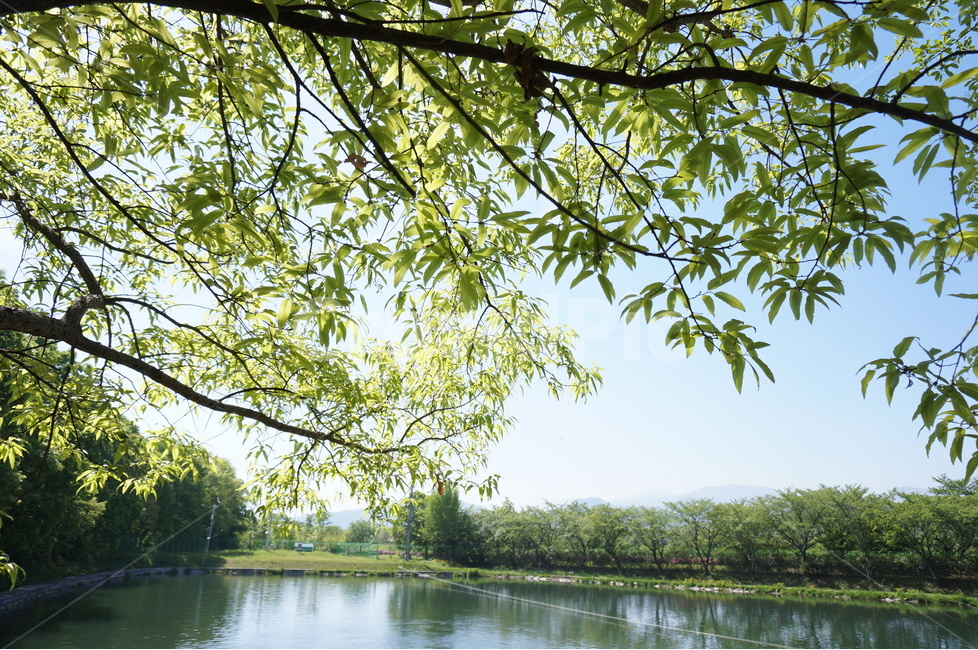 봄,상림공원,나무,초록,하늘,시원시원,상쾌,산책,자연,풍경,nature,landscape,식물,plants,나무,trees,wood,휴식,힐링,rest,relaxation,healing,outdoors,옥외,tree,plant,water,물
